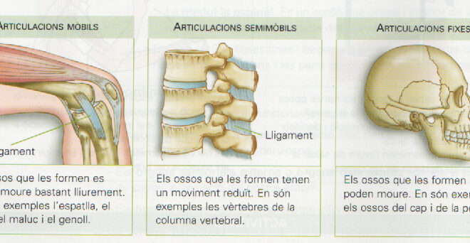 Ossos, músculs, articulacions